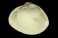 藏品(馬珂蛤)的圖片